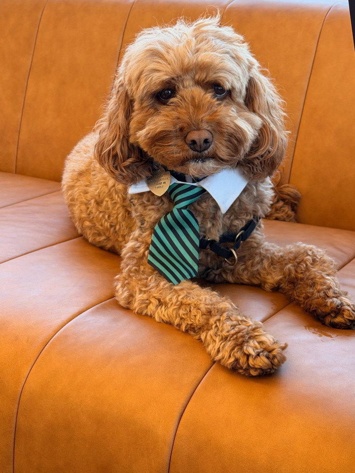 Bernie the cavapoo, Chief Pawficer at Don't Tell HR, wearing a striped tie